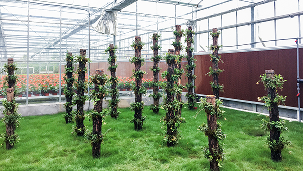 �������r(n��ng)ȫ�Ԅ��й�ʽ���Ҵ�����ʽ���