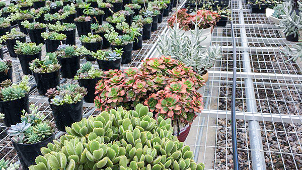 �������r(n��ng)ȫ�Ԅ��й�ʽ���Ҵ�����ʽ���