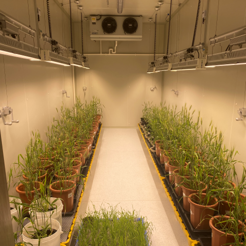 ֲ�����L(zh��ng)�� ����