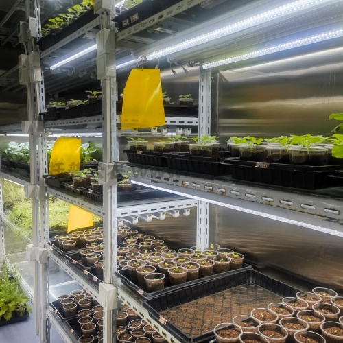 ���������� ����